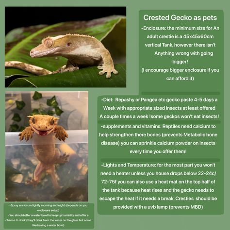 Crested Gecko Diy Decor, Crested Gecko Habitat Terrariums, Crested Gecko Care Guide, Crested Gecko Tank Setup, Crested Gecko Vivarium Ideas, Crested Gecko Setup, Crested Gecko Colors, Crested Gecko Terrarium Ideas, Crested Gecko Tank