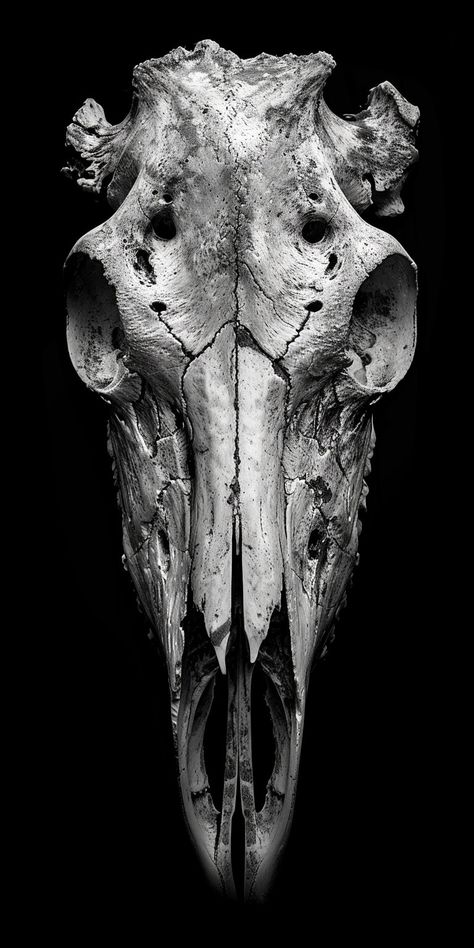 Goat Skull Photography, Animal Skeletons Tattoo, Animal Skull Photo, Animal Skulls Drawing, Bull Skull Drawing, Lizard Skull, Vulture Skull, Impala Animal, Animal Skull Art