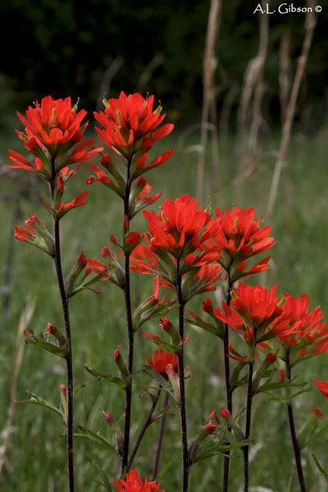 Paintbrush Flower, Wild Lupine, Indian Paintbrush Flowers, Oklahoma Art, Black Soil, Wildflower Tattoo, Indian Paintbrush, Indian Flowers, Gardening Hacks