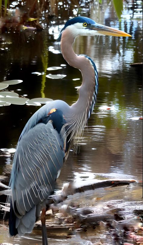 Heron Photography, Heron Photo, Bird Painting Acrylic, Heron Art, Great Blue Heron, Crane Bird, Bird Watcher, Bird Pictures, Blue Heron