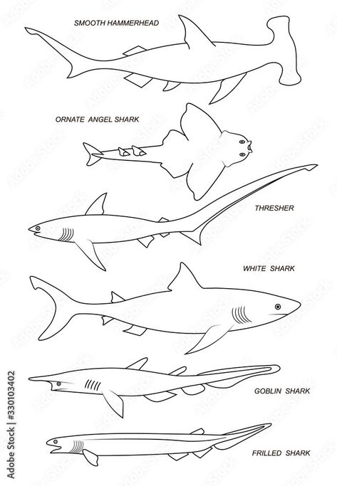 Shark Diagram, Shark Reference, Small Symbol Tattoos, Doddle Art, Shark Pictures, Shark Drawing, Avatar Picture, Shark Art, Minimalist Drawing