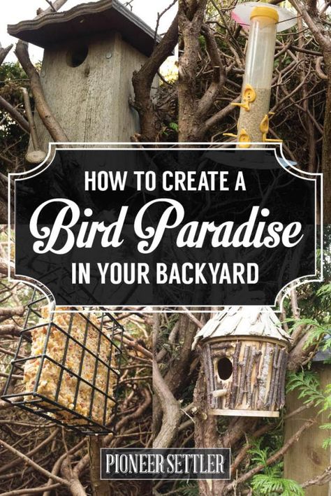 Bird Houses Ideas, Backyard Birds Sanctuary, Bird Paradise, Bird Feeding Station, Bird Houses Ideas Diy, Diy Bird Bath, Bird House Kits, Houses Ideas, Bird Aviary