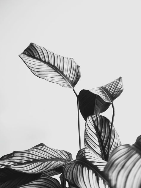 Black And White Leaves Wallpaper, Black And White Wall Aesthetic, Black And White Wall Art For Bedroom Free Printables, Black And White Plant Art, Printable Black And White Wall Art, Free Black And White Printable Wall Art, Black And White Painting Aesthetic, Wall Decor Posters Free Printables, Black And White Posters Printable