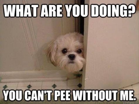 Perro Shih Tzu, Game Mode, Love My Dog, Shih Tzu Puppy, Funny Dog Pictures, Good Buddy, Memes Humor, Dolly Parton, Funny Animal Pictures