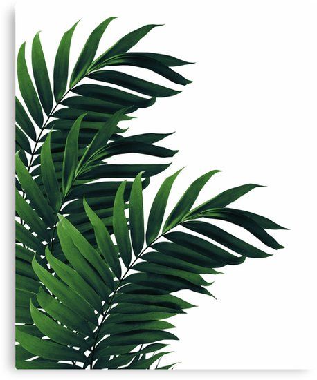 "Palm Leaves Tropical Green Vibes #1 #tropical #decor #art" Canvas Prints by anitabellajantz | Redbubble Green Vibes, Tropical Interior, Tropical Home Decor, Tropical Green, Plant Wallpaper, Plant Painting, 1% Wallpaper, Canvas Ideas, Tropical Houses