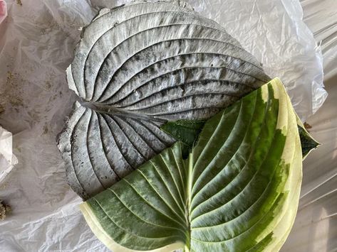 Leaf Casting, Diy Concrete Leaves, Concrete Leaf Stepping Stones, Cement Leaves Leaf Bowls, Cement Leaf Casting, Concrete Leaf Casting, Cement Leaves, Concrete Fountains, Painting Cement