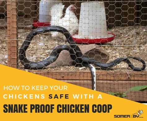 Snake Proof Chicken Coop Snake Hides, Duck Coop, Rat Snake, Chicken Coup, Chicken Owner, Rat Traps, Coop Design, Chicken Feeder, Chicken Feed