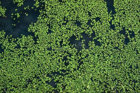 Pond Top View, Water Top View, Water Texture, Water Pond, Floating In Water, Top View, Textured Background, Floating, Texture