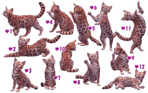 Sims Pets, Sims Poses, Cat Poses, Sims 4 Studio, Dog Poses, Sims 4 Toddler, Sims 4 Cc Packs, Cat Pose, Best Sims