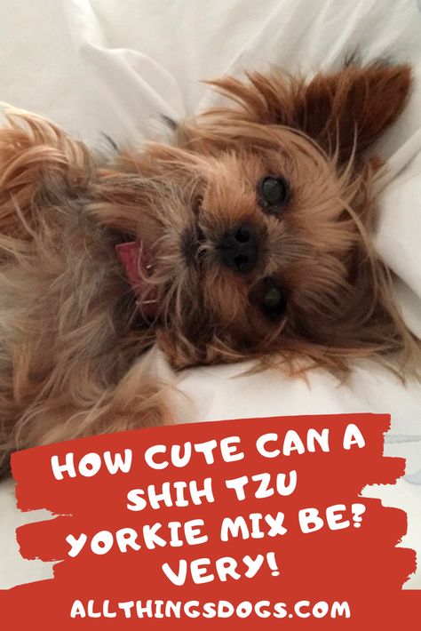 Yorkie Shih Tzu Mix, Shih Tzu Clothes, Shorkie Dogs, Shih Tzu For Sale, Shih Tzu Training, Shorkie Puppies, Gangsta Girl Style, Shih Tzu Grooming, Yorkie Mix