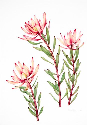 Native Flowers Tattoo, Plants Tattoo, Protea Art, Flowers Watercolour, Australian Wildflowers, Australian Flowers, Australian Native Flowers, Native Flowers, Plant Tattoo