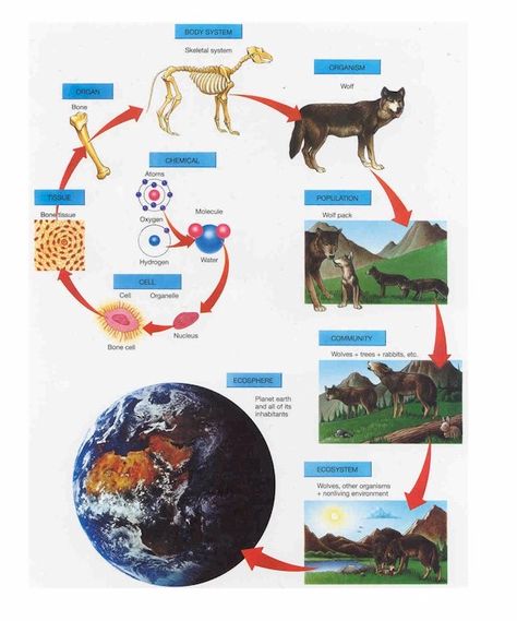 The EEB & Flow: What are important directions for ecology? Evolution Concept Map, Levels Of Organization Biology, Translation Biology, Immunity Nursing, Meiosis Activity, Biological Organization, Endomembrane System, Levels Of Organization, Microbiology Study