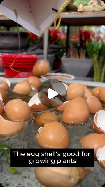 35K views · 1.1K likes | Garden Hacks on Instagram: "Use eggshells to care for plants #gardening #gardentools #gardeningtools #tool #tools #gardeningmakemehappy #handtools #cooltools #satisfying #gardeners #gardeninspiration #gardening #trees #tree #treesofinstagram #treestreestrees #treestagram #gardeningtips" Diy Fertilizer, Grafting Plants, Growing Veggies, Fertilizer For Plants, Outdoor Gardens Design, Vegetable Garden Design, Diy Plants, Egg Shells, Growing Plants