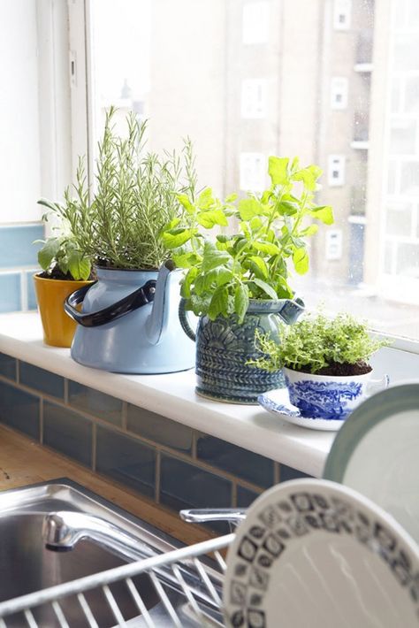 louiserastall Herb Pots In Kitchen, Herbs On Kitchen Window Sill, Teacup Herb Garden, Kitchen Windowsill Plants, Kitchen Window Sill Plants, Herb Plants In Kitchen, Plants For Kitchen Window, Kitchen Window Herbs, Plants In Windowsill