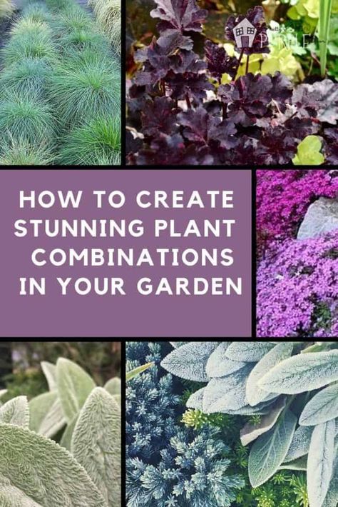 Plant Pairings, Purple Door, Plans Architecture, Purple Garden, Plant Combinations, Plants And Flowers, Pretty Purple, Garden Bed, Pretty Plants