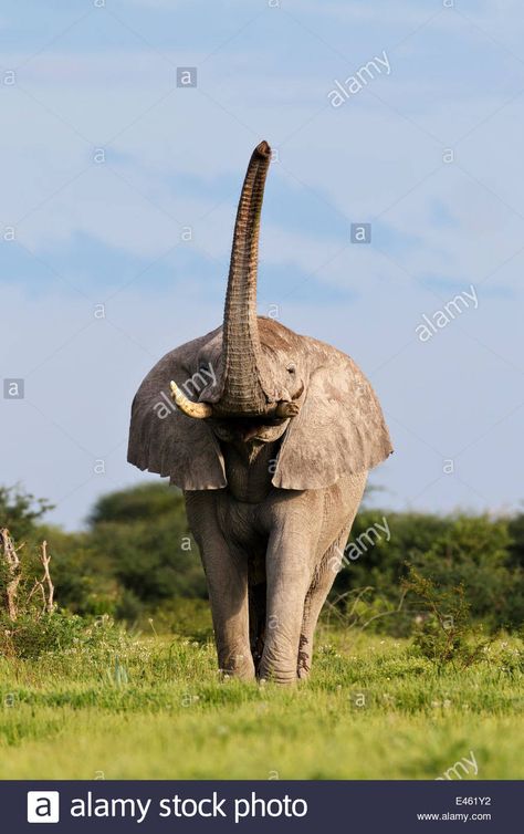 African Elephant (Loxodonta africana) male scenting with trunk Stock Photo - Alamy Etosha National Park, Asian Elephant, Prehistoric Creatures, African Elephant, Picture Library, Nature Pictures, Trunk, National Park, Photo Image