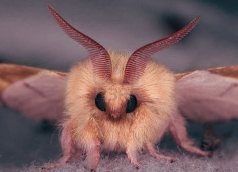 awesome fuzzy pink moth Poodle Moth, Cute Moth, Tier Tattoo, Cool Bugs, Beautiful Bugs, Wrong Time, Pretty Animals, Arachnids, Silly Animals