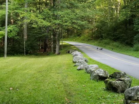 Elkmont Campground, Clingmans Dome, Laurel Falls, Go Swimming, Chasing Waterfalls, Cades Cove, Kid Friendly Activities, River Trail, Great Smoky Mountains National Park