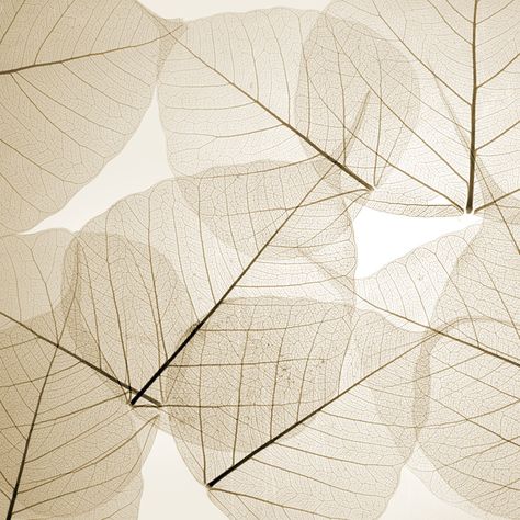 Transparent Leaves, Natural Interiors, Leaf Skeleton, Tropical Decor, Shades Of White, Corporate Design, Texture Design, Textures Patterns, Color Me