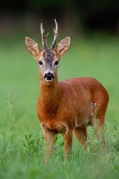 Premium Photo | Roe Deer, Capreolus capreolus, buck with big antlers Big Deer, Deer Illustration, Deer Fawn, Roe Deer, Monster Design, Deer Antlers, Poster Invitation, Nature Travel, Wildlife Photography