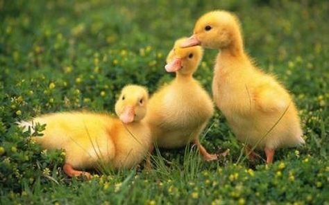 https://flic.kr/p/q1yBdm | #ducks #chicks #animals #nature Duck Wallpaper, Cute Ducklings, Baby Ducks, Bird Wallpaper, Baby Bird, Baby Chicks, Sweet Animals, The Grass, Mellow Yellow