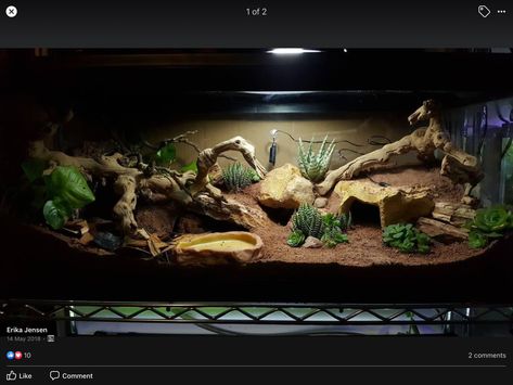 Leopard Gecko Terrarium Ideas Bioactive, Bioactive Leopard Gecko Enclosure, Ackie Monitor Enclosure, Snakes Enclosure, Bioactive Bearded Dragon Tank, Lepord Gecko Enclosure, Leopard Gecko Bioactive Tank, Leopard Gecko Bioactive, Uromastyx Enclosure