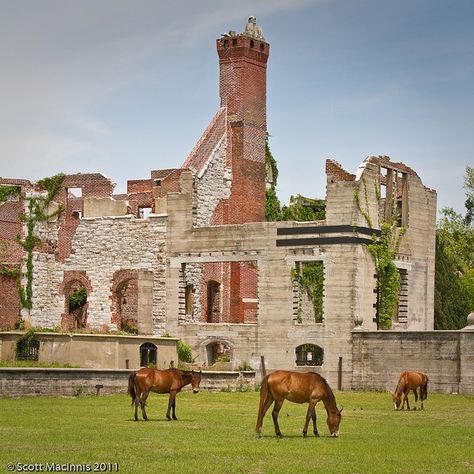 Wild horses roaming the grounds at the Dungeness Mansion ruins on Cumberland Island Cumberland Island Georgia, Eerie Photos, Cumberland Island, Georgia Coast, Georgia Travel, Tybee Island, Abandoned Buildings, Wild Horses, Oh The Places Youll Go