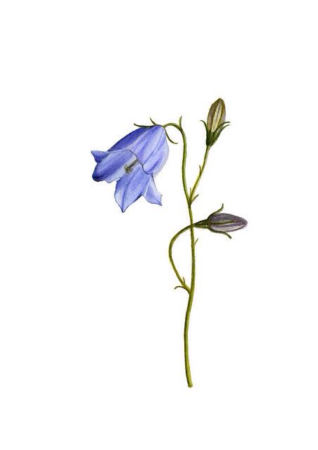 Bluebell Botanical Illustration, Harebell Drawing, Harebell Flower Tattoo, Campanula Tattoo, Bluebell Illustration, Harebell Flower, Bluebell Tattoo, Belle Tattoo, Botanical Flowers Print