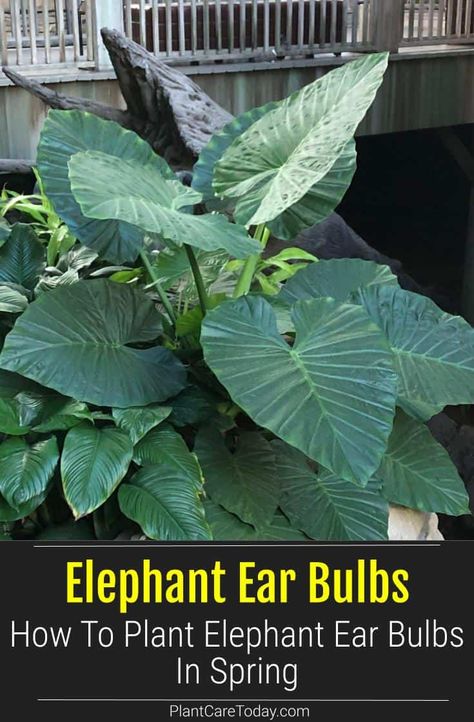 Elephant Ears Plants Outdoor, When To Plant Elephant Ear Bulbs, Planting Elephant Ear Bulbs, Elephant Ears Plants Landscaping Ideas, Growing Elephant Ears From Bulbs, Elephant Ears Plants Landscaping, Elephant Ears In Pots, Elephant Ear Care, Patio Vines