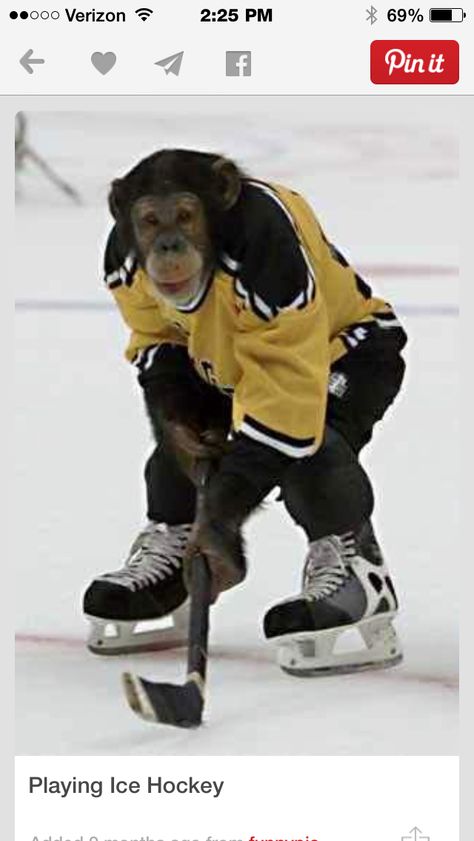 Penguins first round pick! Ikea Monkey, Hockey Pictures, Funny Sports Pictures, Funny Artwork, Flying Lessons, Writing Pictures, Hockey Humor, Monkey Pictures, Picture Writing Prompts