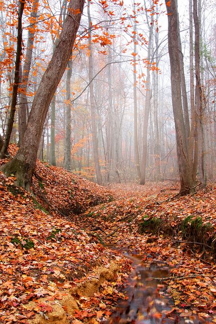 Forest in Fall   I woke up and noticed the fog. I've been waiting for some of the foggy autumn mornings to show up (haven't had many this year), so I grabbed the camera and trotted into the woods to see what I could find. I'd spotted this location before on a hike with the kids. I wished the fog was thicker than it was, I wanted more of an effect where the trees would disappear into the distance, but this was close. Leaves On The Ground, October Country, Autumn Morning, Autumn Scenery, Autumn Beauty, Fall Pictures, Magic Art, Life Tips, Autumn Aesthetic