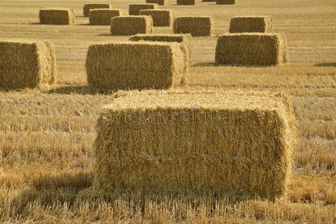 Bales of straw. After harvest in a field in Denmark , #Affiliate, #straw, #Bales, #harvest, #Denmark, #field #ad Green Nail Art Ideas, Green Mani, Green Nail Art, Straw Bales, Green Nail Designs, Professional Business Cards Templates, Minimalist Nail Art, Green Tips, Green Nail