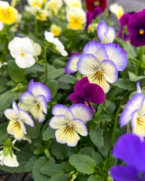 Violas, like pansies, bloom in the cooler times of the year - fall🍂, winter❄️ and early spring🌸. Their flowers are not as large as a pansy bloom, but they make up for it with the number of blooms per plant. They will work as a spiller at the front of containers; their flowers will cascade over the side as the plant matures - and just like a pansy, they are also edible! Pansies Aesthetic, Early Spring, The Plant, Pansies, The Year, Fall Winter, Make Up, Plants, Flowers