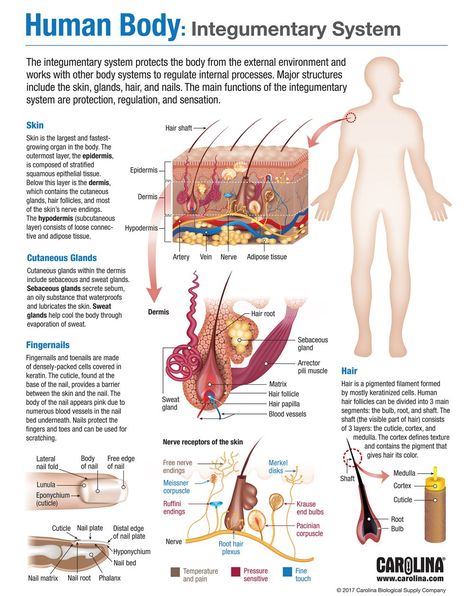 All Human Body Systems, Different Body Systems, Intugementary System, 11 Body Systems, Integumentary System Diagram, Human Body Functions, Human Body Infographic, Systems Of The Body Anatomy, Integumentary System Notes