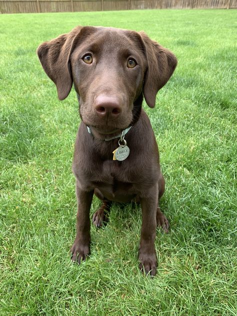 Chocolate Lab Puppy, Chocolate Lab Puppies, Lab Puppy, Black Labs, Lab Puppies, Chocolate Lab, Animals And Pets, The Cutest, Labrador Retriever