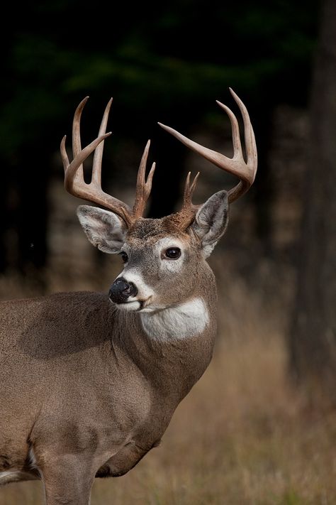 Whitetail Deer Photography, Deer Reference, Whitetail Deer Pictures, Male Deer, Deer Photography, Whitetail Deer Hunting, Animal Photography Wildlife, Big Deer, Deer Drawing