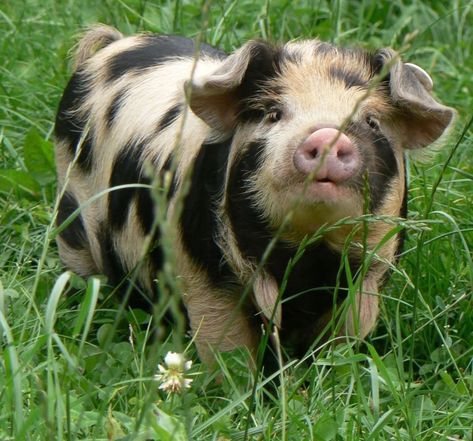 Baby Farm Animals, Baby Pigs, Pretty Animals, Cute Pigs, Silly Animals, Fluffy Animals, Cute Wild Animals, Cute Animal Photos, Cute Creatures