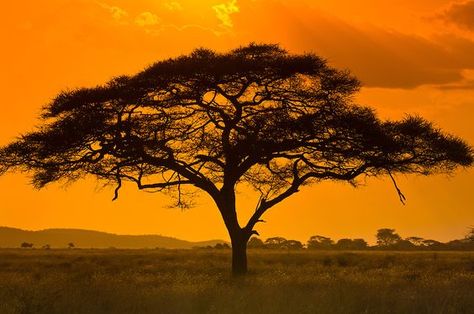 African Tree Silhouette, Africa Trees, African Image, African Tree, Tree Structure, Tanzania Travel, Tree Tattoos, Spiritual Images, Acacia Tree