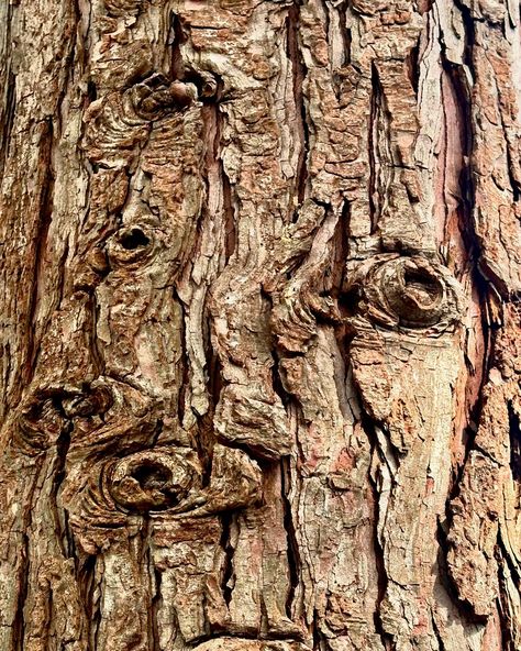 What do you see in this tree bark? #texture #abstract #cedar #knots #treebark #ildegramspt Watercolor Tree Bark, Willow Tree Bark, Bark Drawing, Microhome Competition, Tree Bark Art, Maple Tree Bark, Tree Eyes, Tree Reference, Tree Clay