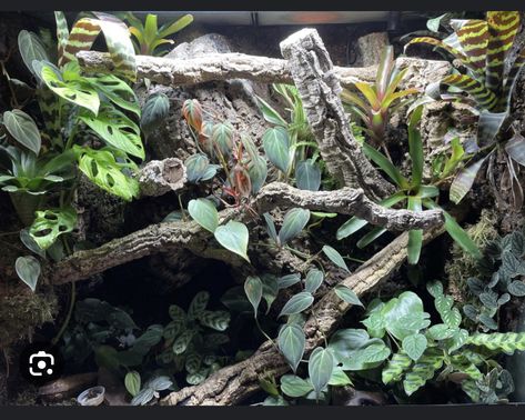 Gecko Vivarium, Bioactive Vivarium, Gecko Terrarium, Woodlice, Atlanta Botanical Garden, Reptile Enclosure, Crested Gecko, Earthworms, Reptiles Pet