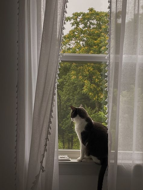 cat | summer | cats | animal | window | view | outside | backyard | cute | aesthetic | love | kitten | dispo | august | room | Cute Aesthetic Love, Cat Looking Out Window, Summer Cats, Cat Summer, Cats Love, Window View, Cute Aesthetic, Cat Aesthetic, Tabby Cat