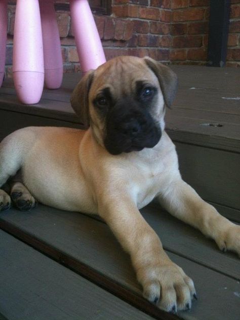 Bull Mastiff Puppy - if a girl named Birdie, if a boy named George.( I own a male that looks just like this one! named him Tank) Bill Mastiff, Bull Mastiff Dogs, Bull Mastiff Puppies, Mastiff Puppy, Mastiff Puppies, Mastiff Dogs, Fluffy Puppies, English Mastiff, Loyal Dogs