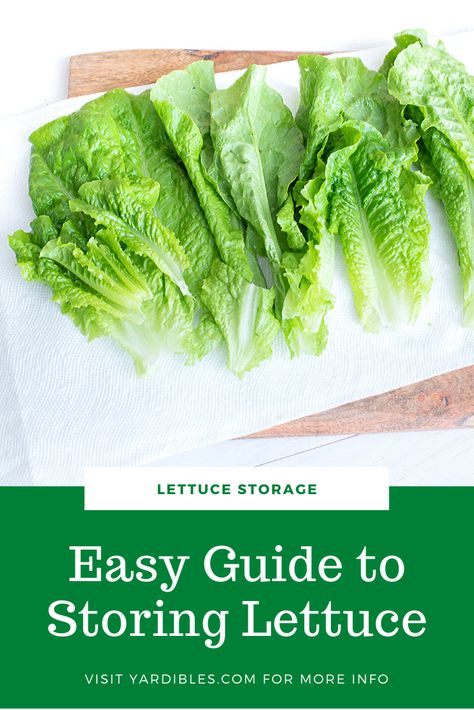 How To Prep Lettuce How To Store, How To Store Lettuce In Fridge, Lettuce Storage How To Store, Best Way To Store Lettuce, How To Wash Romaine Lettuce, Best Way To Store Lettuce In Fridge, How To Store Romaine Lettuce In Fridge, How To Store Lettuce, Storing Lettuce