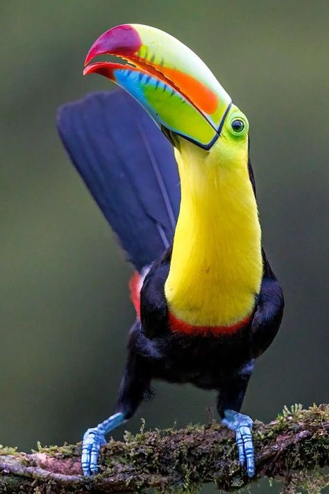 Keel Billed Toucan, Rainforest Animals, Colorful Bird, Big Bird, Exotic Birds, Tropical Birds, Bird Drawings, Colorful Birds, Bird Watching