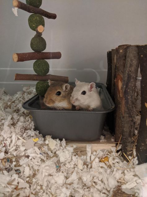 Gerbils Cute, Cute Gerbils, Gerbil Enclosure, Pet Gerbils, Gerbil Toys, Gerbil Cages, Animals Information, Baby Hamster, Animal Room