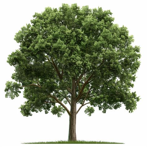 Elm Trees clipart |  10 High Quality JPGs | Family Tree Clipart | Beautiful Tree | Digital Scrapbook | Elm Tree | Elm tree vector by PixQuik on Etsy Family Tree Clipart, Trees Clipart, Tree Cut Out, Evergreen Landscape, Elm Tree, Tree Vector, White Backgrounds, Tree Clipart, Beautiful Tree