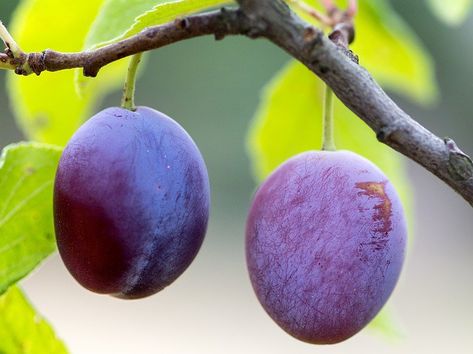 How to Space Fruit on Trees in Backyard Orchard Types Of Plums, Plum Seed, Seed Raising, Rabbit Treats, Orchard Garden, Bing Cherries, Garden Organization, Purple Fruit, Plum Fruit