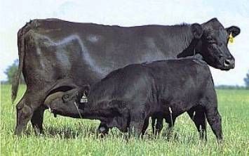 Aberdeen Angus - Cattle International Series Lowline Angus, Dexter Cattle, Angus Cattle, Aberdeen Angus, Selective Breeding, Guinness Book Of World Records, Beef Cattle, Cattle Ranching, Milk Production