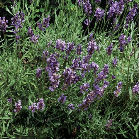 'Grosso' lavender - FineGardening Lavender Grosso, Traditional Backyard, Lavandula Officinalis, Country Garden Design, Bee Friendly Plants, Texas Garden, Rhs Chelsea Flower Show, Plant Varieties, Blue And Purple Flowers