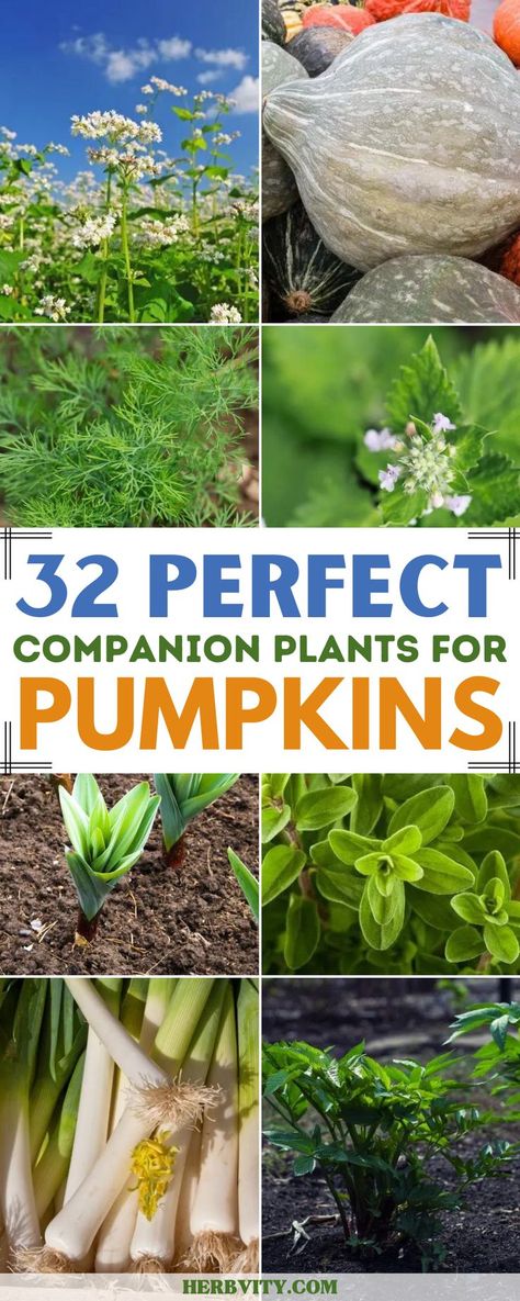 Pumpkins are a favorite for many gardeners, whether you have space for one or a whole plot. Companion plants can help make the best use of your space and improve pollination, yield and overall success with these delicious fall veggies. Plant Garden Design, Pumpkin Learning, Preparedness Plan, Emergency Preparedness Plan, Fruit Tree Garden, Garden Witch, Fall Veggies, Companion Gardening, How To Grow Plants